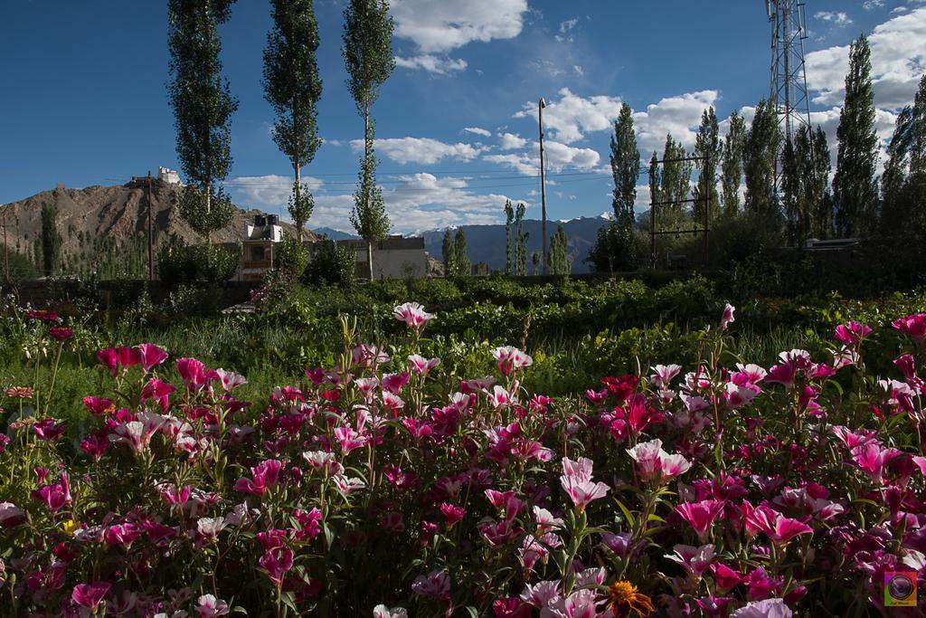 Shaolin Ladakh Hotel Лех Екстериор снимка